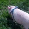 pig-at-the-dog-park_8770612921_o