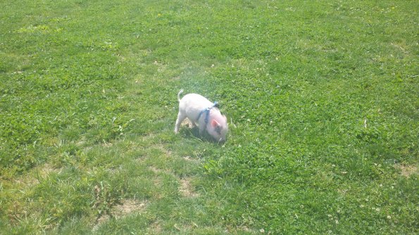 pig-at-the-dog-park_8770616921_o