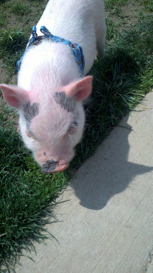 pig-at-the-dog-park_8777179752_o