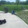 pig-at-the-dog-park_8777180294_o