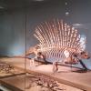 field-museum-with-charlotte_8776963814_o