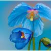 Vietzke Blue Poppy