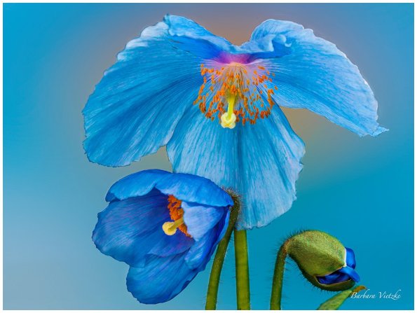 Vietzke Blue Poppy