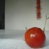 Ace's Tomato 014