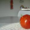 Trees & Tomato 010