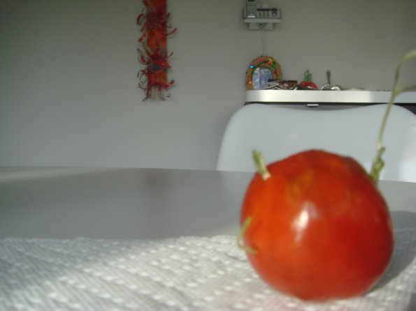 Trees & Tomato 010