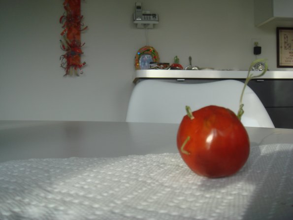 Trees & Tomato 011