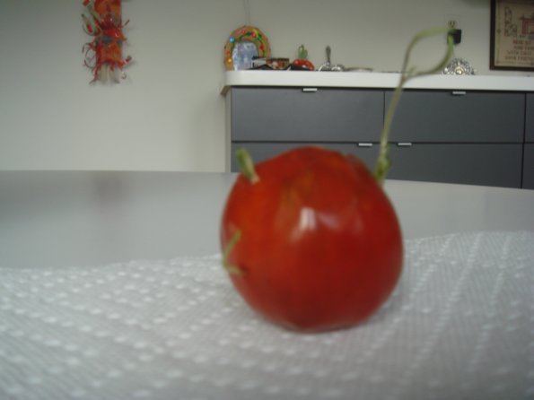 Trees & Tomato 013