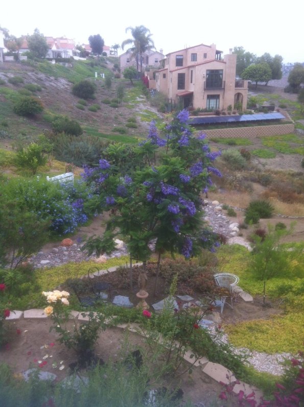 Fernstrom Jacaranda photo